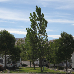 Iron Horse RV Resort